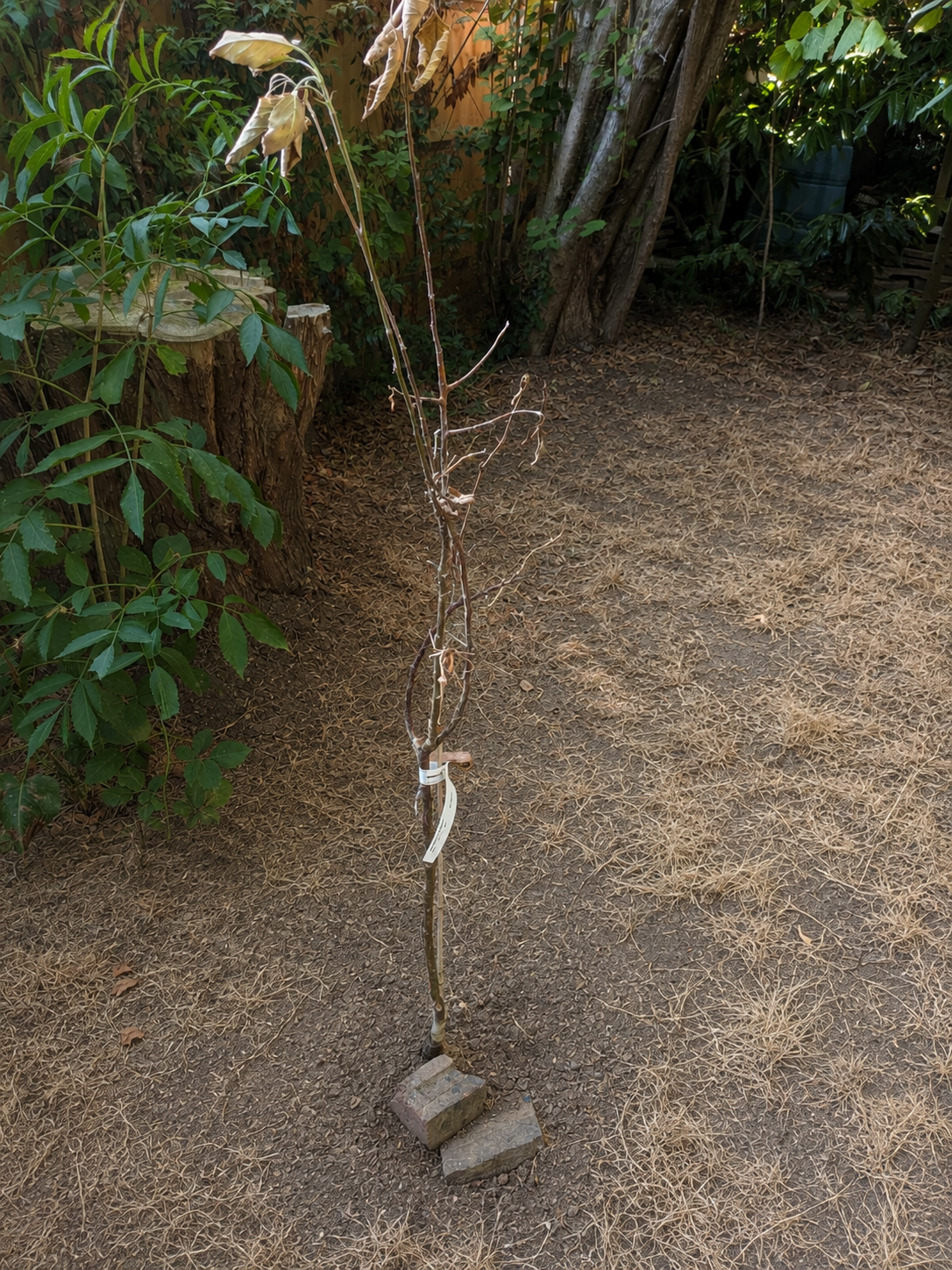 Is My Tree or Shrub Dying from Drought, or just Dormant?
