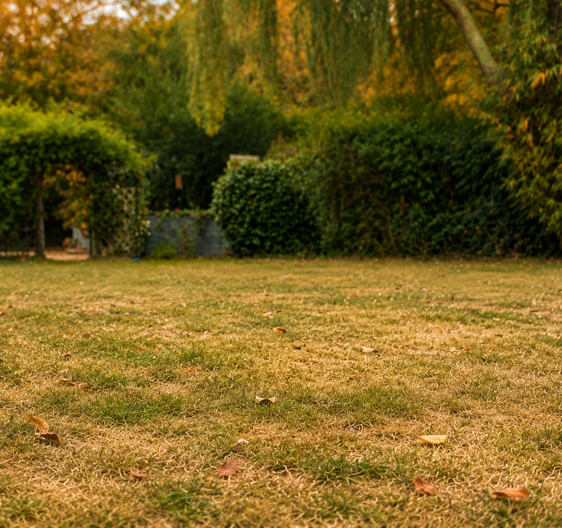 How Long Does It Take a Lawn to Recover From a Dry Summer?