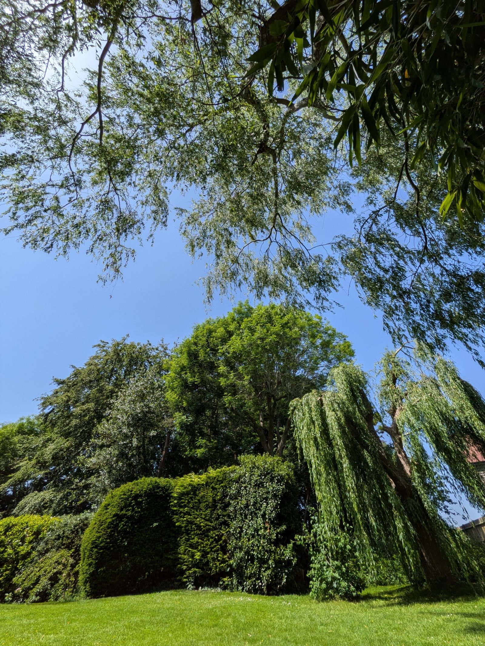 English garden view with willow tree and bay hedging