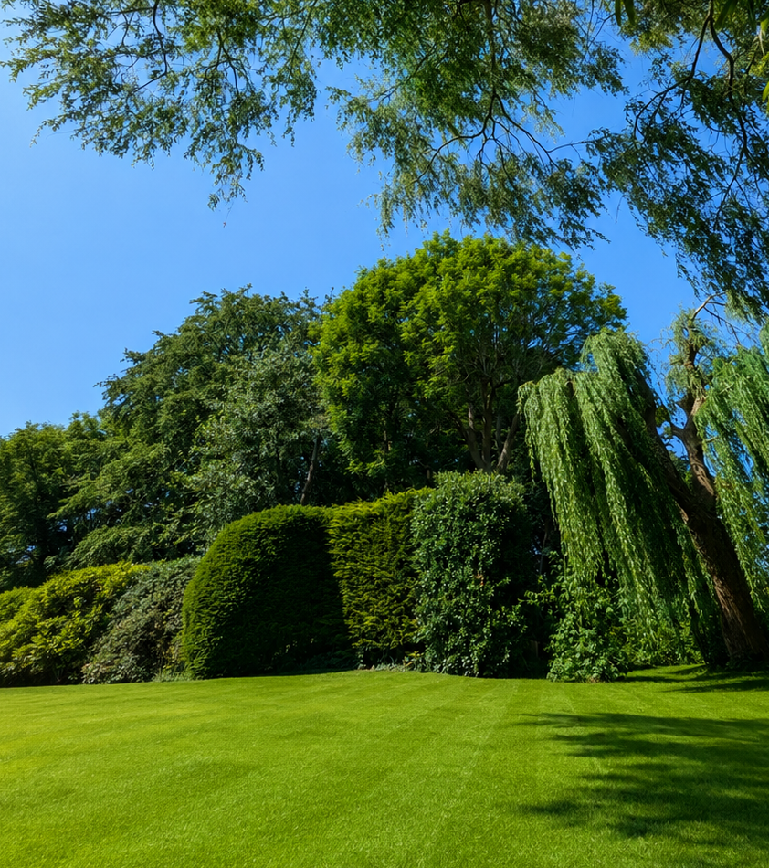 What Worked This Summer: Lawn Lessons from a UK Heatwave